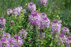 Image result for Cleome maculata