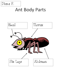 Giving the body its shape is the skeleton, which is composed of cartilage and bone. Ant Body Parts Diagram Activity K 5 Technology Lab