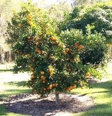 Image result for Citrus reticulata