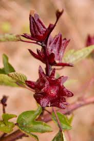 Image result for Hibiscus kirkii
