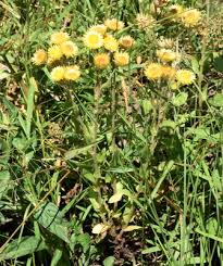 Image result for Helichrysum aureum