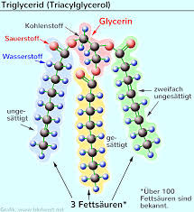 Triglyceride Trg Fette Gefahrlich Aber Wichtig