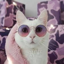 While each has their own unique contributions to offer the world, they are similar in many ways. 10 Cute Cat Pictures That Help Us Get Through Monday Pawlicy Advisor