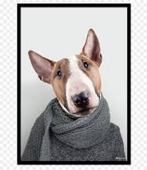 Check spelling or type a new query. Miniatur Bull Terrier Bull Terrier Und English White Terrier Hunderasse Bull Terrier Png Herunterladen 779 1024 Kostenlos Transparent Hund Png Herunterladen