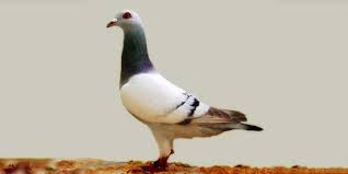 حمامة جاير gier pigeon animals birds world