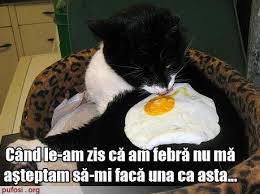 See more ideas about umor, amuzant, pisici amuzante. Pisici Traznite 2 Alexa700