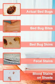 You can often find them in clusters of 3 (or more) spots because bed bugs follow a breakfast, lunch and dinner pattern, a peculiar biting habit that only these insects have. Do Bed Bugs Go Away On Their Own Can I Just Wait Them Out