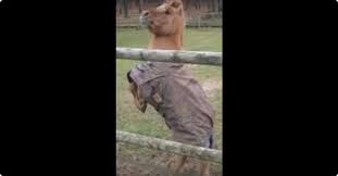 Als De Camera Draait Dan Voert Deze Grappige Pony Een Showtje Op Grappig Pony Camera