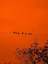 16230, acid orange 10, or orange gelb is a synthetic azo dye used in histology in many staining formulations. The Birds Dun Dun Dunnnn Orange Aesthetic Orange Wallpaper Shades Of Orange