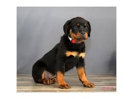 Browse photos and descriptions of 1000 of alabama rottweiler puppies of many breeds available right now! Rottweiler Puppies Petland Montgomery