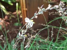 Image result for Urochloa marlothii