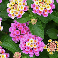 Image result for Lantana camara