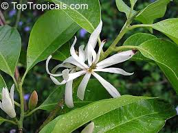 Viola is a genus of flowering plants in the violet family violaceae.it is the largest genus in the family, containing between 525 and 600 species. Magnolia X Alba Michelia X Alba White Champak Pak Lan Banana Shrub Cempaka Putih Bai Yu Lan White Jade Flower Bai Yu Lan Safa Toptropicals Com