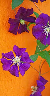 Purple wall of flowers clematis. Wall Flower Purple Flowers Beautiful Flowers Clematis