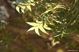 Image result for Harpephyllum afrum