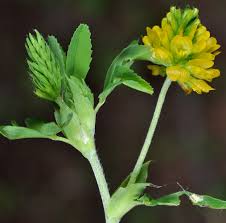 Image result for Trifolium polystachyum