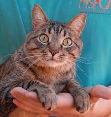 Adam Is A Youngster Who Looks At People With Awe And Wonder And Hopes For Their Reassurance And Approval He Is Cat Adoption Cats And Kittens Animals Friends