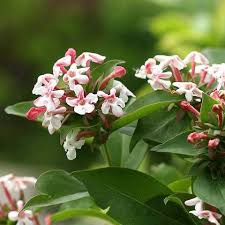 Image result for Albertisia exelliana