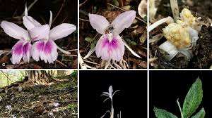 Image result for Kaempferia