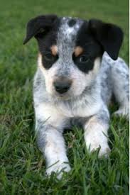 Black And White Spotted Blue Heeler Pin By Paige Eileen On Puppies Heeler Puppies Dog Breeds Blue Heeler Dogs