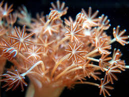 Image result for Polysphaeria ribauensis