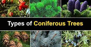 Types Of Coniferous Trees Plus Deciduous Vs Coniferous Trees