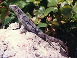 This encompasses many of the native plants you'll find in florida as well as edible or aesthetic plants that many home gardeners love to grow. Eny 714 In528 Dealing With Iguanas In The South Florida Landscape