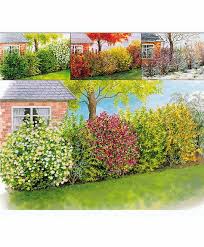 Vier Jahreszeiten Hecke Produktbild Garten Garten Ideen Und Garten Hecken