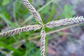 Goosegrass creek and its tributaries are turbulent mountain streams. Eleusine Indica