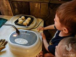 The first thing you will notice when a mother hen is ready to lay a clutch of eggs is that she will begin nesting in a particular spot, whether it be in a nesting box. How To Incubate And Hatch Duck Eggs New Life On A Homestead