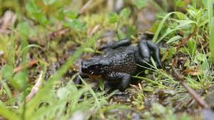 Image result for Afroqueta capensis