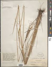 Image result for Diheteropogon filifolius
