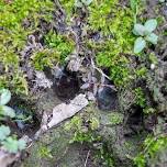 Summer Wildlife Tracks & Sign Course