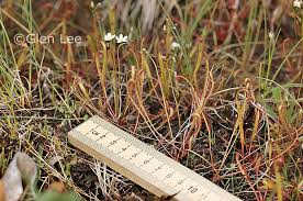 Image result for Nesaea linearis