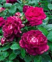 The Antique Rose Emporium Rose Nursery Antique Roses Rose Garden Landscape