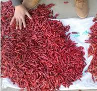 Belt Chili Color Sorter Machine Sorting For Dry And Fresh ...