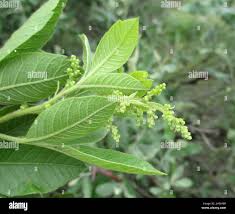 Image result for Searsia pentheri