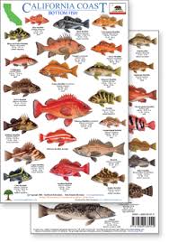 57 valid rockfish chart