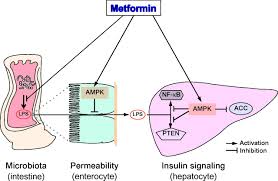 Globally, over 100 million patients are prescribed this drug continue reading >>. Current Understanding Of Metformin Effect On The Control Of Hyperglycemia In Diabetes In Journal Of Endocrinology Volume 228 Issue 3 2016