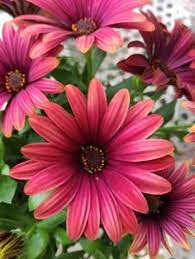 Maybe you would like to learn more about one of these? 120 Idees De Fleurs De Jardin Printemps Ete Jardins Fleurs Jardin Express