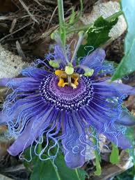 Pin On Nature