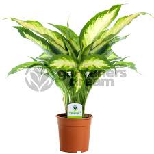 Indoor Plant Mix 3 Plants House Office Live Potted Pot Plant Tree Mix C Plants From Gardeners Dream Uk