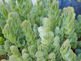 Pin On Kalanchoe