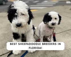 The size is about 25 to 45 lbs. 4 Best Sheepadoodle Breeders In Florida 2021 We Love Doodles