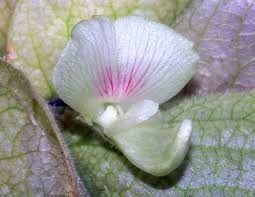 Image result for Flemingia strobilifera