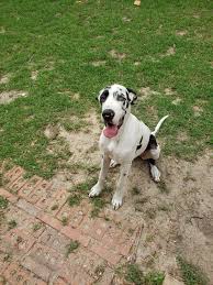 He has one green eye and one blue eye and beautiful harlequin pattern all over. Great Dane Puppies For Sale Crestview Fl 330817