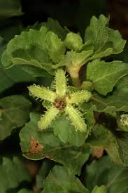 Image result for Acanthospermum