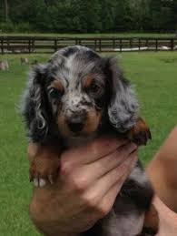 Black And Brown Long Haired Miniature Dachshund Long Haired Miniature Dachshund Love Her Color Dachshund Puppies Dapple Dachshund Long Haired Miniature Dachshund