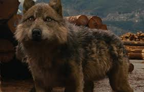 Seth Human And Wolf | Twilight Moon