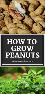 Pin On Garden Guides